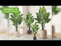 人工トラベラーズパーム リアルな葉の縁 160cm 180cm | 本物そっくりのフェイクオウチョウカ