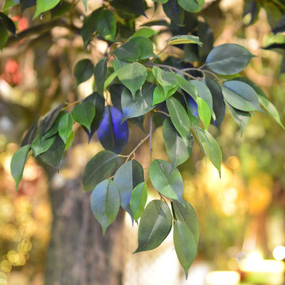 2m Artificial Landscape Trees Large Ficus C Style Custom Height Exibition Hall Foliage Tree