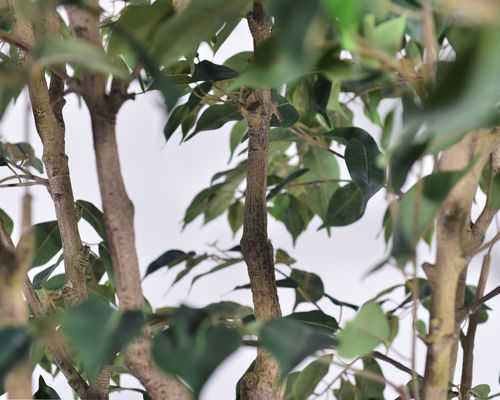 Ultra-Realistic Multi-Trunk Faux Ficus Tree 2.5m Artificial Banyan Tree For Decoration Of Hotel Home Living Room