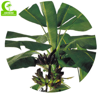 No Nursing 250cm High Artificial Tropical Tree For Shopping Center